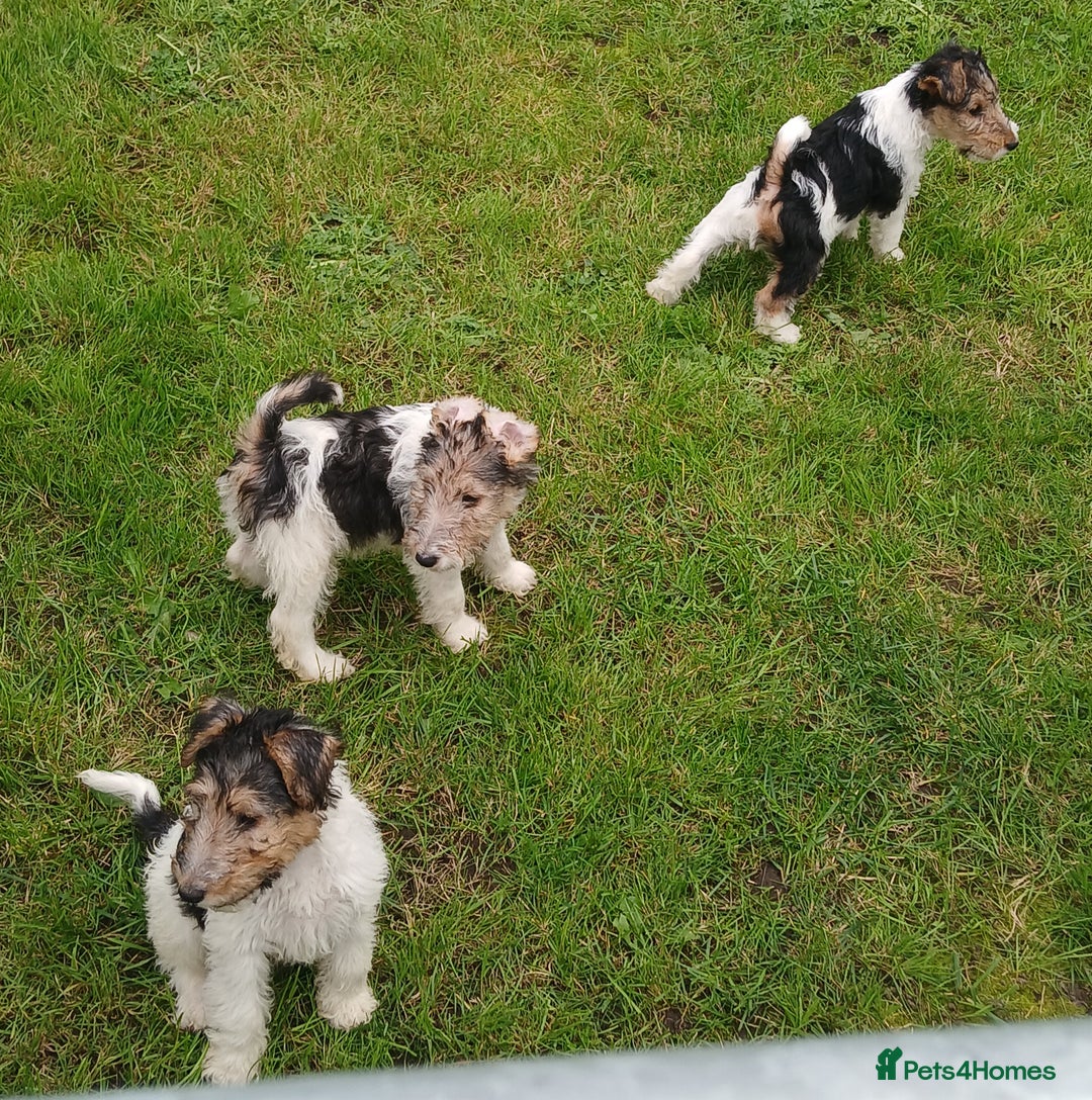 Fox Terrier dogs for sale: KC Reg Wire Fox Terrier Puppies READY NOW - Image 29