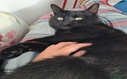 European cats for adoption: Handsome boy looking for a perfect forever home - Image 6