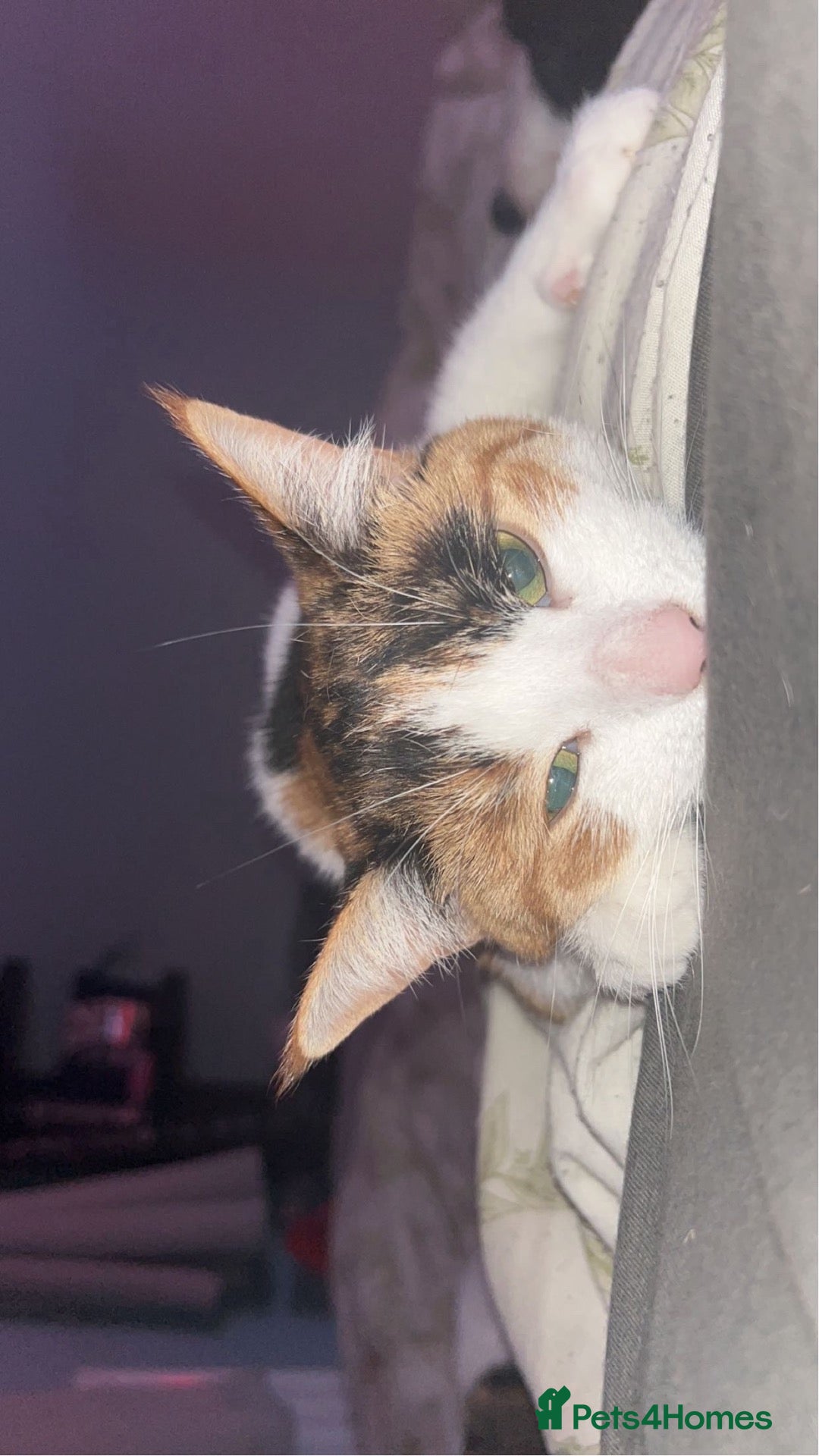 Mixed Breed cats for sale: Two 2 year old cats - Advert 1