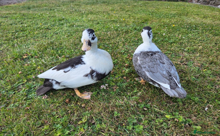 Ducks poultry - Advert 15