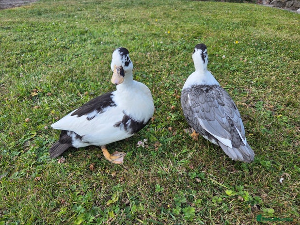 Ducks poultry - Advert 20