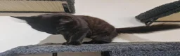 Mixed Breed cats for sale: Two Kittens Available - Advert 6