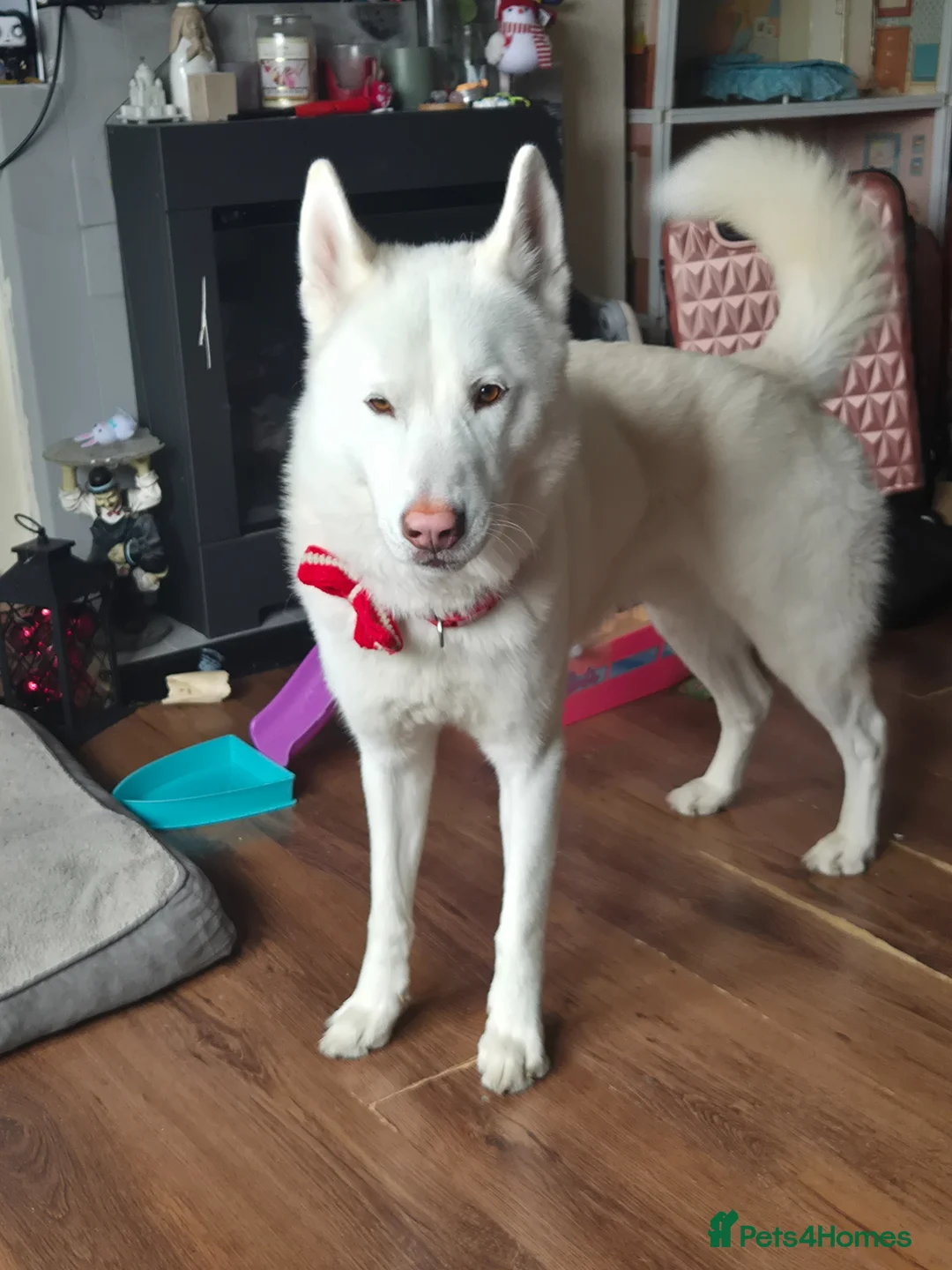 Siberian Husky dogs for sale: Beautiful husky boy - Advert 2