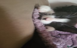 Domestic Shorthair cats for sale: Well behaved Tuxedo 8 week old kitten  - Image 2