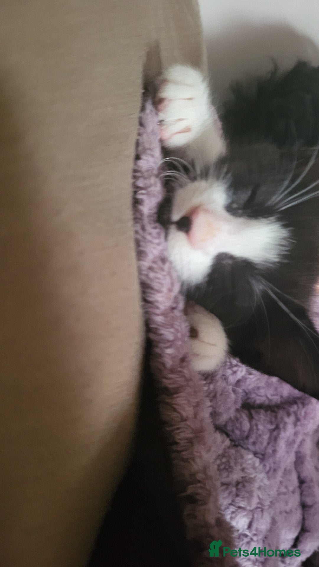 Domestic Shorthair cats for sale: Well behaved Tuxedo 8 week old kitten  - Image 2