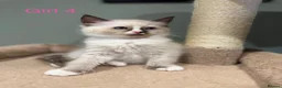 Ragdoll cats for sale: Beautiful purebred ragdoll kittens in Doncaster - Advert 13
