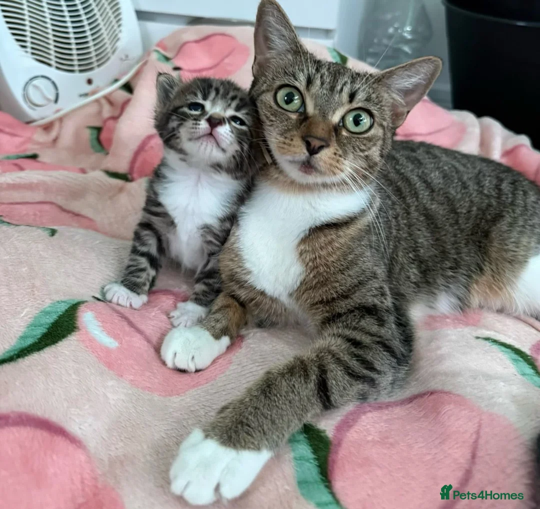 Mixed Breed cats for sale: 4 kittens boy and girl - Advert 2