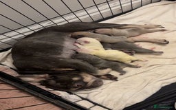 French Bulldog dogs for sale: French bulldog pups! - Image 1