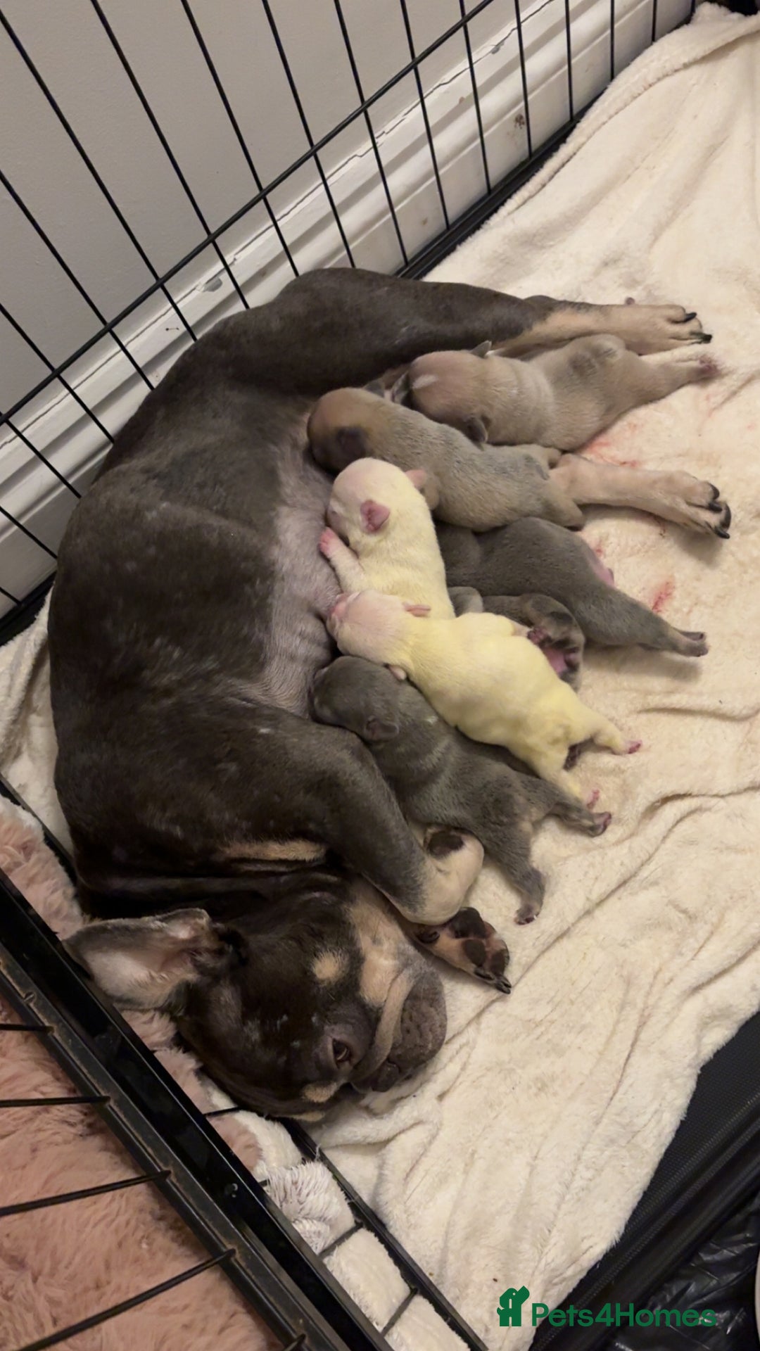 French Bulldog dogs for sale: French bulldog pups! - Image 1