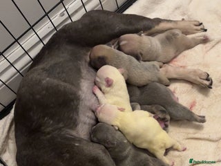 French Bulldog dogs for sale - Advert 1