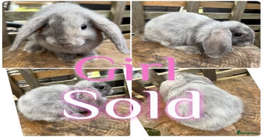 Mini Lop rabbits - Advert 2