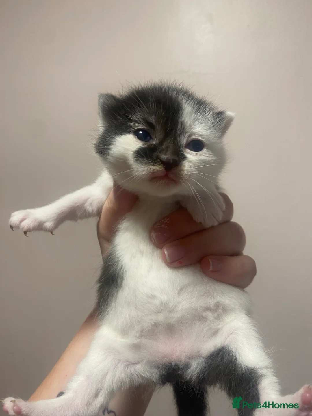 Mixed Breed cats for sale: Two little girls wanting a forever home - Advert 5