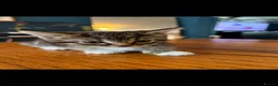 Bengal cats for sale: 5 beautiful kittens in Liverpool - Advert 7