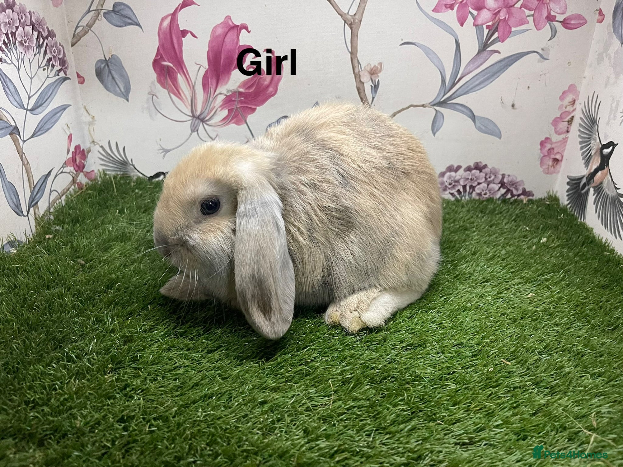 Mini Lop rabbits Mini lop male and female rabbits  - Advert 2