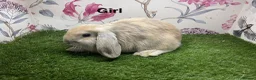 Mini Lop rabbits for sale: Mini lop male and female rabbits  - Advert 1