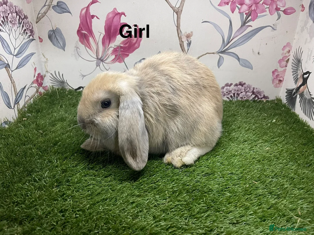 Mini Lop rabbits for sale: Mini lop male and female rabbits  - Advert 1