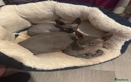 Sphynx cats for sale: Sphynx Kitten Ready for a Rehome! Millie Brooks - Image 10