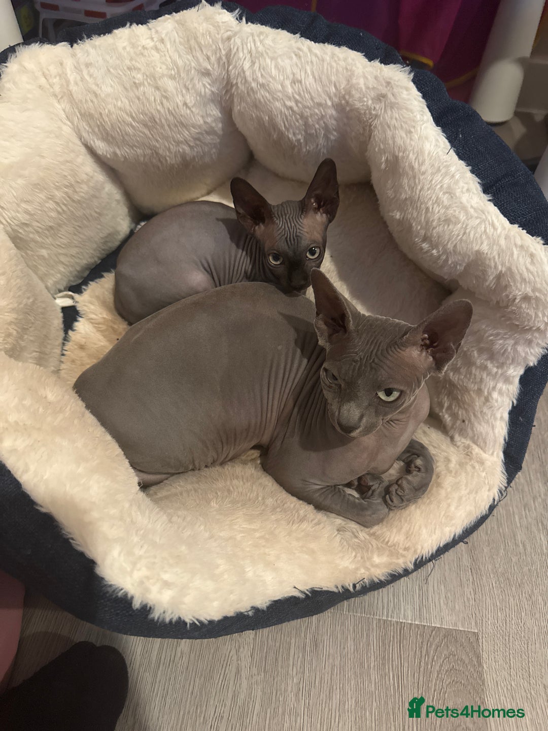 Sphynx cats for sale: Sphynx Kitten Ready for a Rehome! Millie Brooks - Image 10