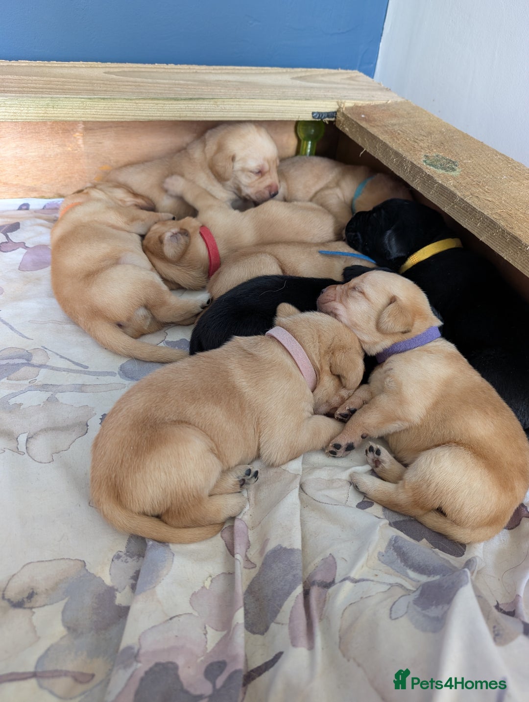 Labrador Retriever dogs for sale: Fox red/yellow and black labradors for sale. - Image 2