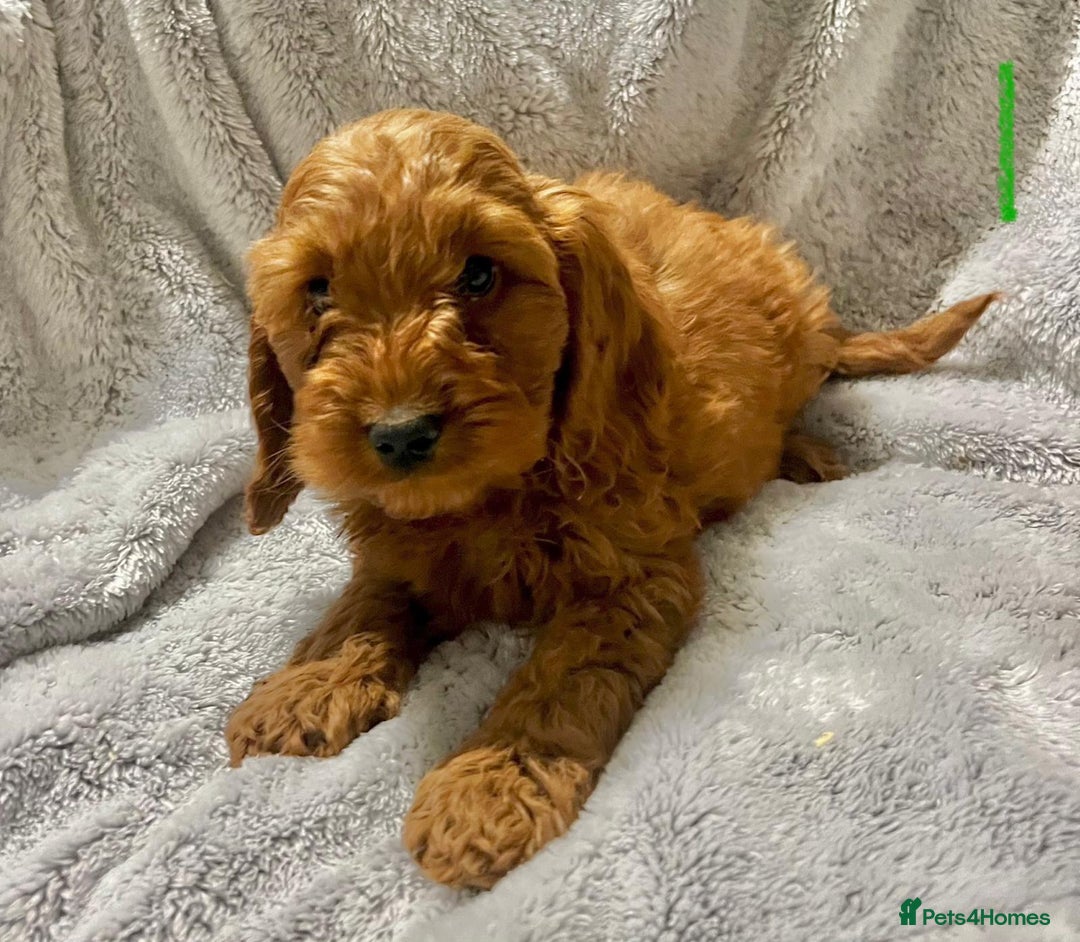 Cockapoo dogs for sale: Gorgeous ruby F1 health tested cockapoo puppies.  - Image 1
