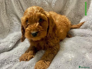 Cockapoo dogs - Advert 1