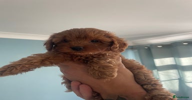 Cavapoo dogs - Advert 2