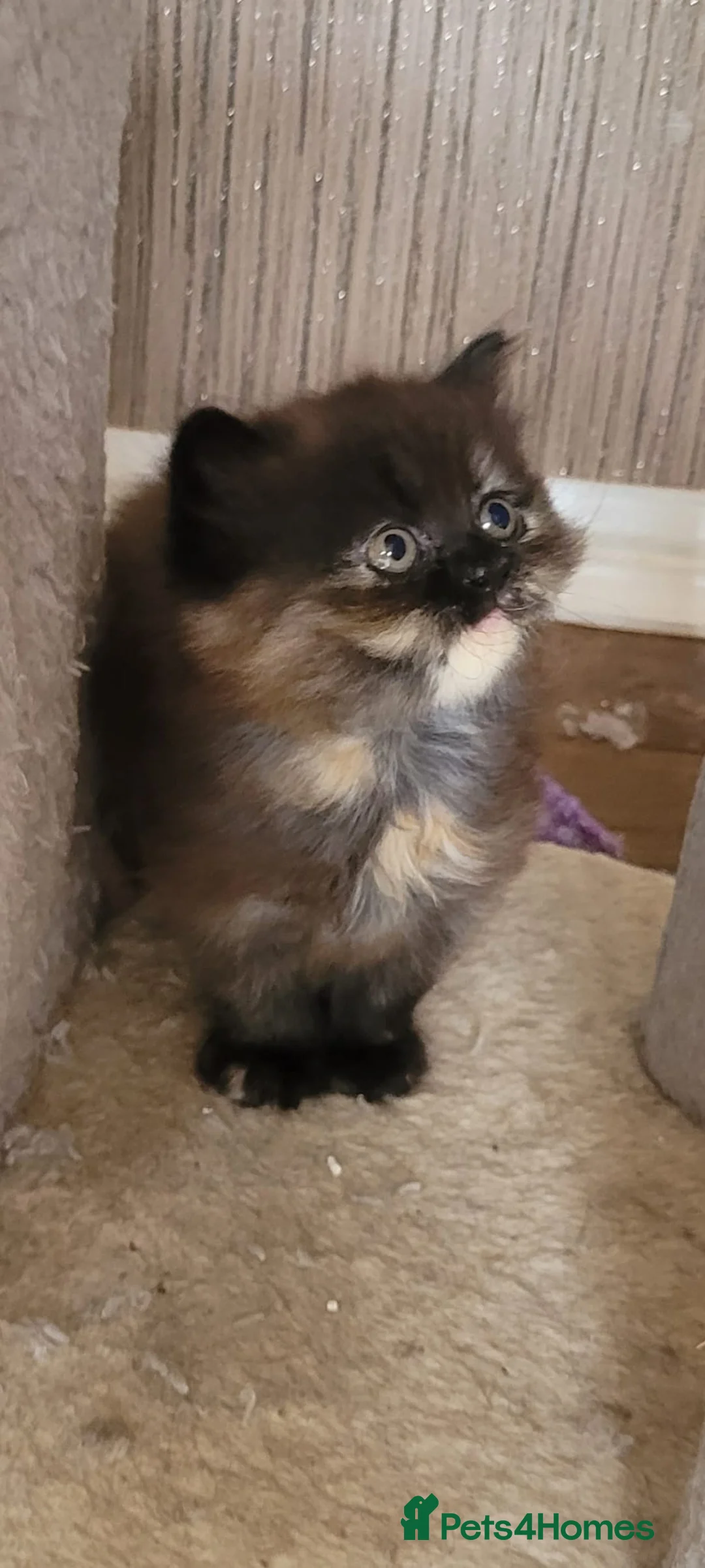 Persian cats for sale: Gorgeous Persian girl looking for a loving home  in Manchester - Advert 2