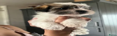 Mixed Breed Puppy 4
