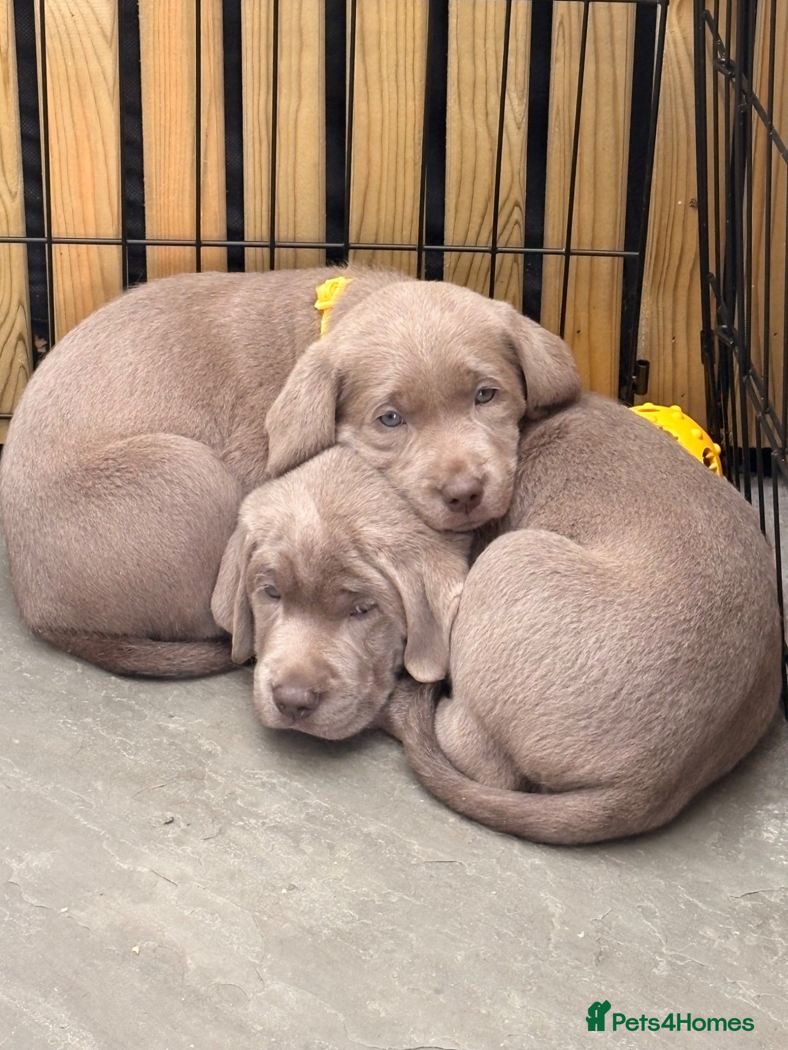 Labrador Retriever dogs KC Silver Labrador, Ready 28/7/26 - Advert 2