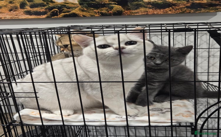 British Shorthair cats Two stunning BSH sisters purfect pets  - Advert 15