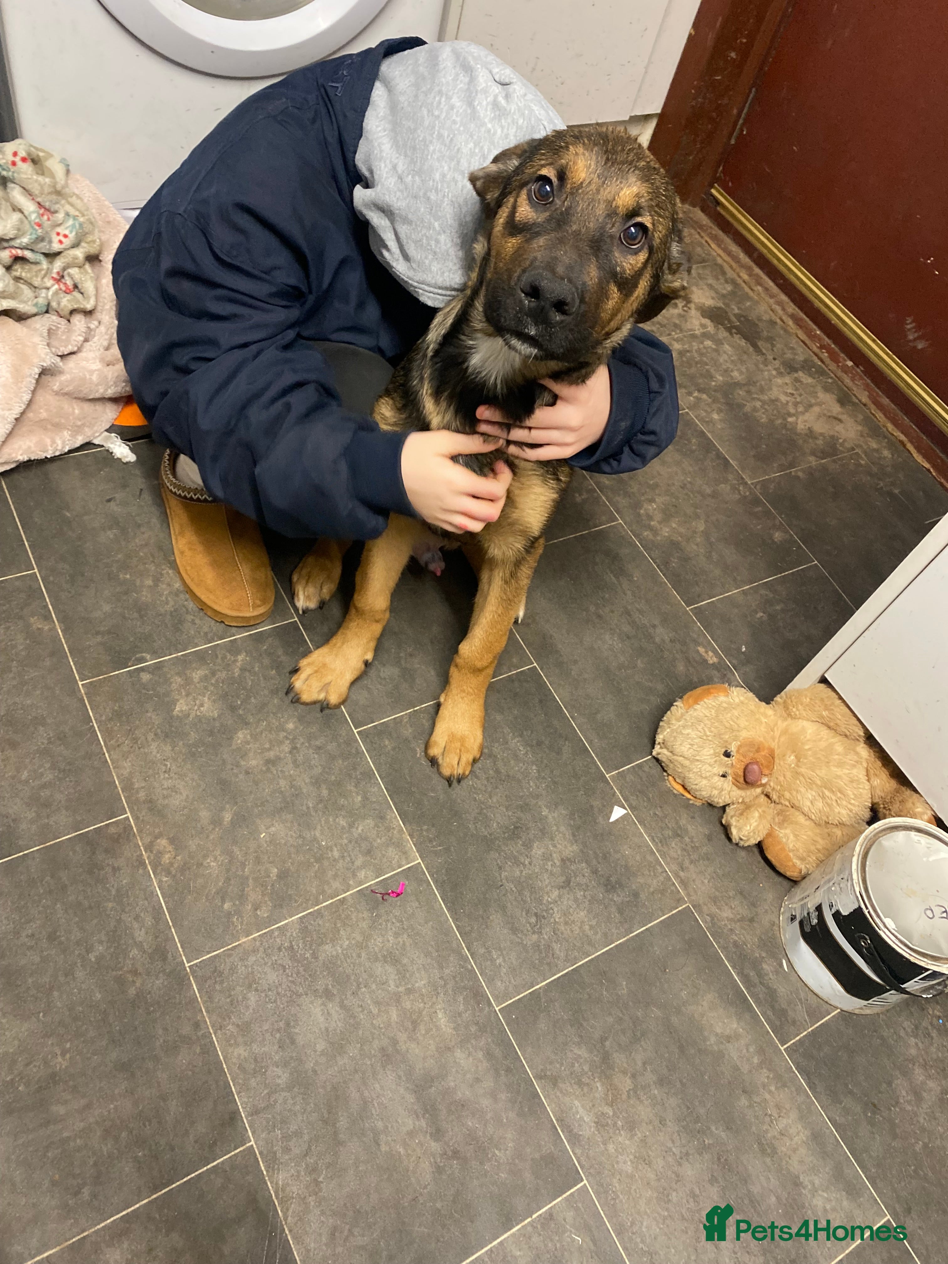 Rottweiler dogs Beautiful male german shepherd x Rottweiler - Advert 1