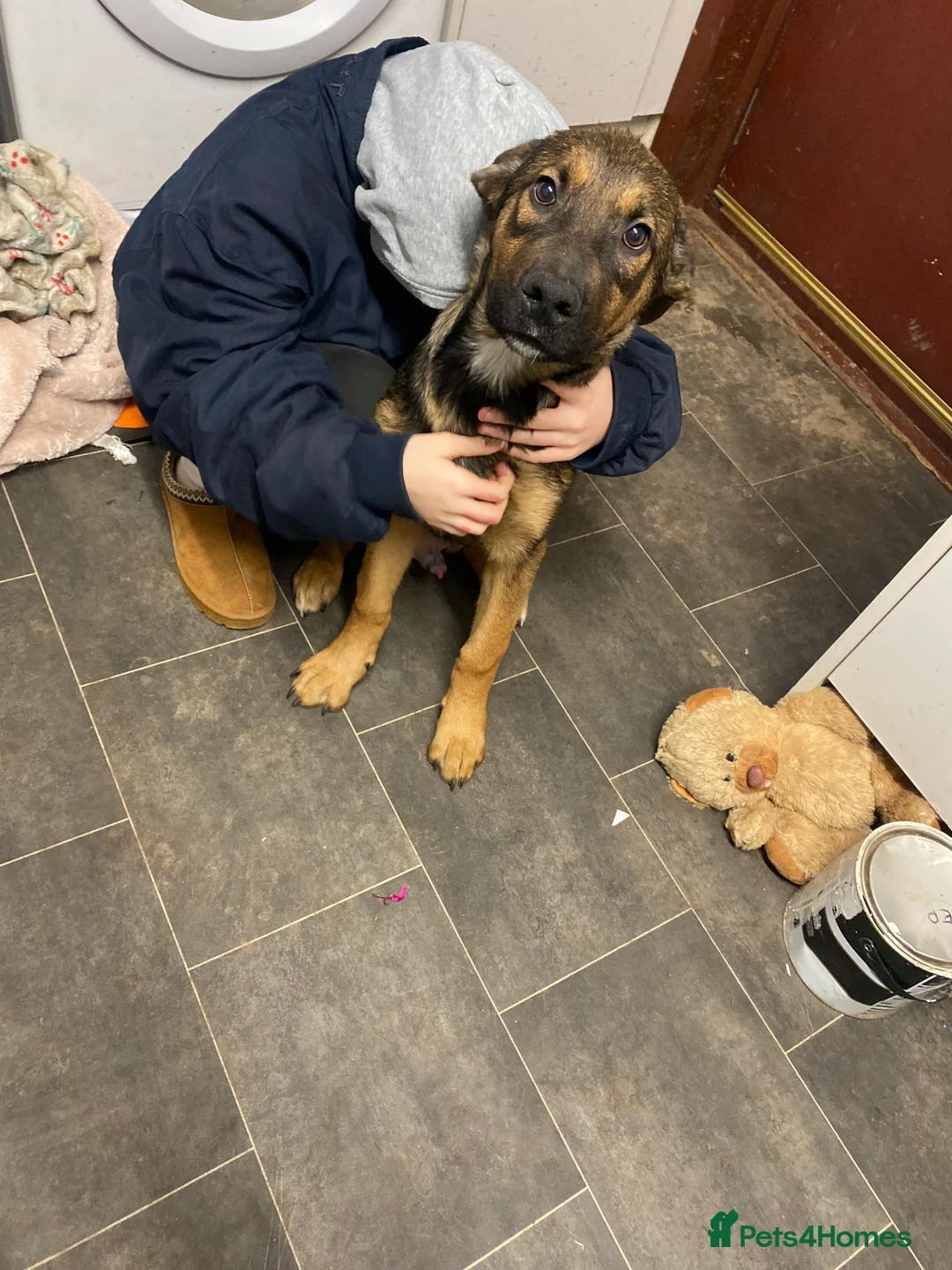 Rottweiler dogs for sale: Beautiful male german shepherd x Rottweiler - Advert 1