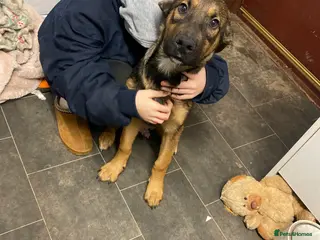 Rottweiler dogs Beautiful male german shepherd x Rottweiler - Advert 1