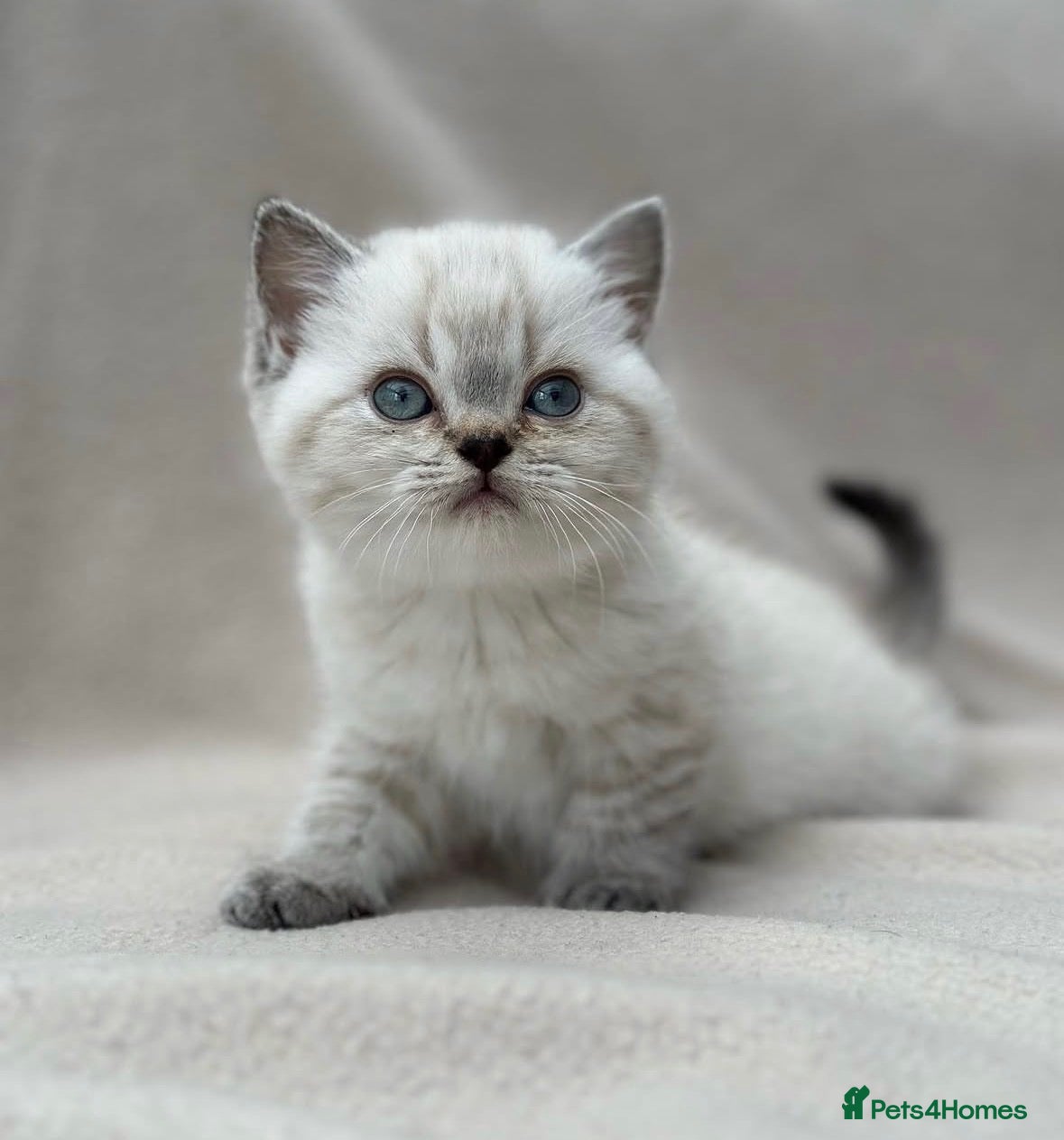 British Shorthair cats Gorgeous white/grey British shorthair kittens - Advert 16