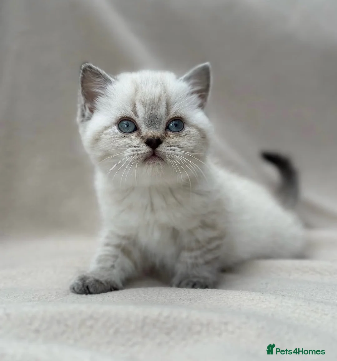 British Shorthair cats for sale: Gorgeous white/grey British shorthair kittens - Advert 1