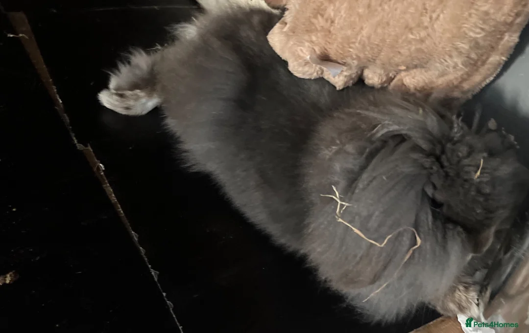 Lionhead rabbits for sale: Minilop x lionhead , spayed female , approx 3yrs. in Wednesbury - Advert 1