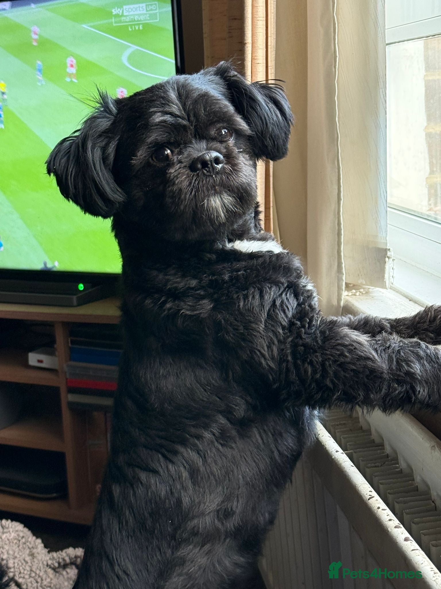 Shih Tzu dogs Adorable Shih Tzu available for stud - Advert 3