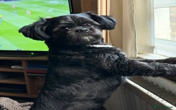 Shih Tzu dogs for stud: Adorable Shih Tzu available for stud - Image 1