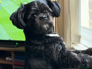 Shih Tzu dogs - Advert 28