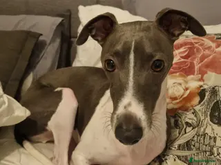 Mixed Breed dogs TOTO-Whippet Greyhound 4 years male - Advert 5