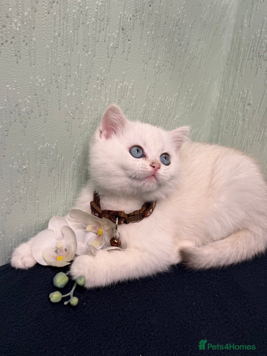 British Shorthair cats for sale: British Sh kittens golden GCCF registered  - Advert 2