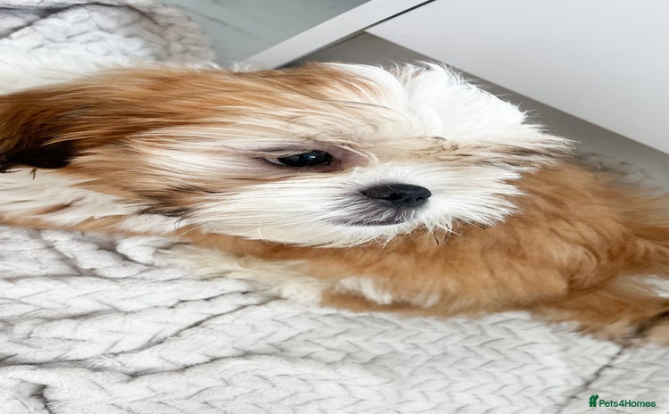 Shih Tzu dogs - Advert 3