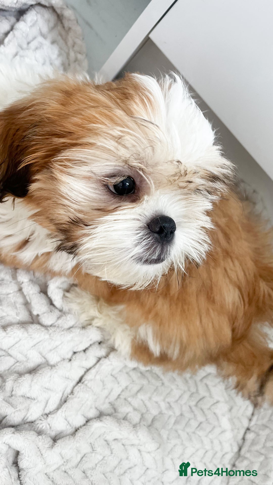 Shih Tzu dogs for sale: Gorgeous Shih Tzu Puppies - Image 1