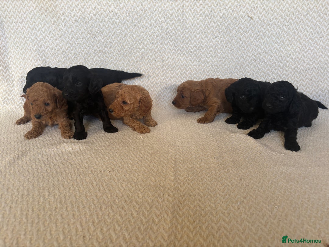 Cockapoo dogs for sale: Cockapoo puppies - Advert 16