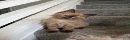 Ragdoll cats for sale: Tica Registered Mink Ragdolls - Advert 4