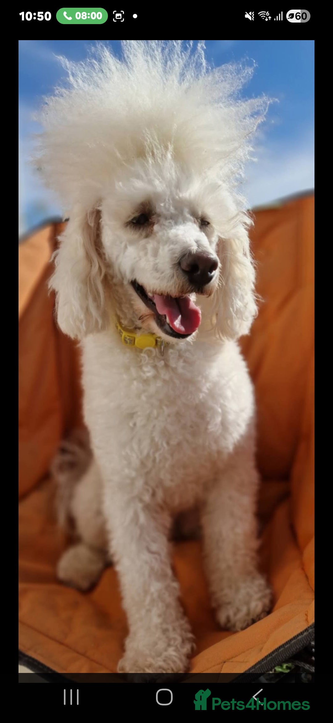 Toy Poodle dogs Cream stud  - Advert 6