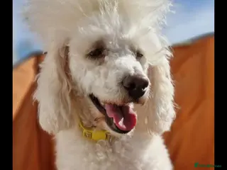 Toy Poodle dogs Cream stud - Advert 21