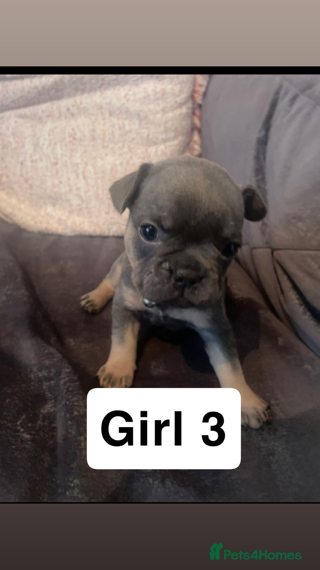 French Bulldog dogs for sale: 7 week old French bulldog puppies  - Image 5
