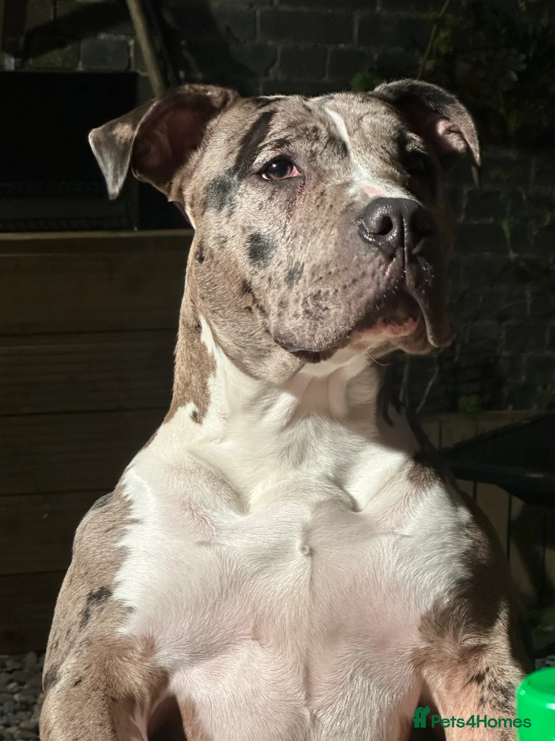 Staffordshire Bull Terrier dogs for sale: Staffordshire bull terrier for sale  - Advert 2