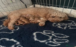 Cockapoo dogs for sale: Third Gen Cockapoos  - Image 4